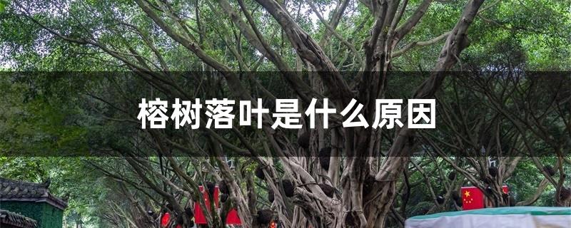 榕树落叶是什么原因 榕树落叶是什么原因