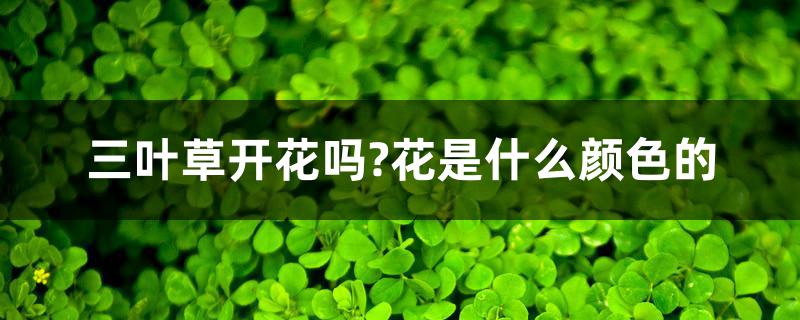 三叶草开花吗?花是什么颜色的 三叶草开花吗?花是什么颜色的