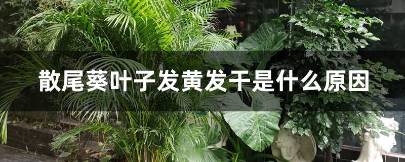 散尾葵叶子发黄发干是什么原因 散尾葵叶子发黄发干是什么原因
