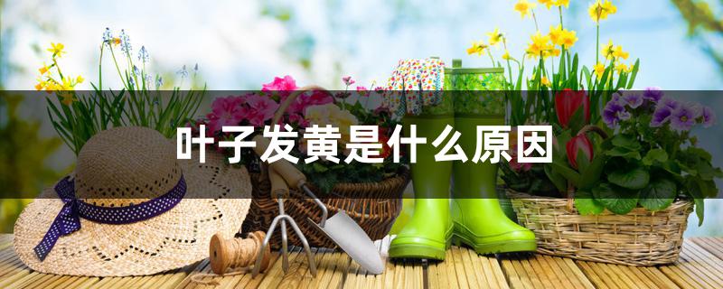 叶子发黄是什么原因 叶子发黄是什么原因