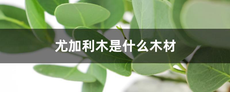 尤加利木是什么木材 尤加利木是什么木材
