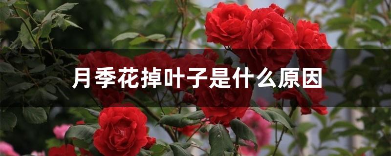 月季花掉叶子是什么原因 月季花掉叶子是什么原因