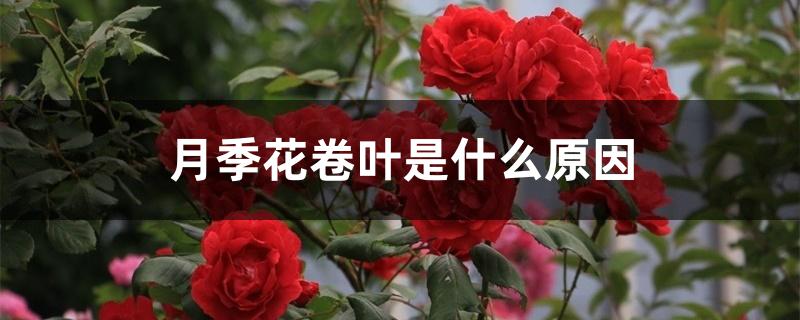 月季花卷叶是什么原因 月季花卷叶是什么原因