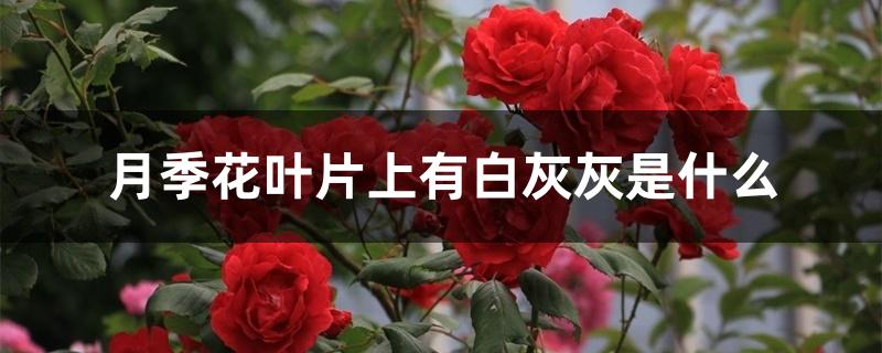 月季花叶片上有白灰灰是什么 月季花叶片上有白灰灰是什么