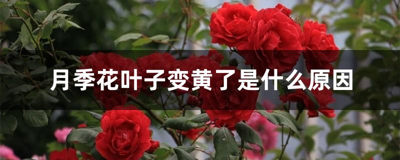月季花叶子变黄了是什么原因 月季花叶子变黄了是什么原因