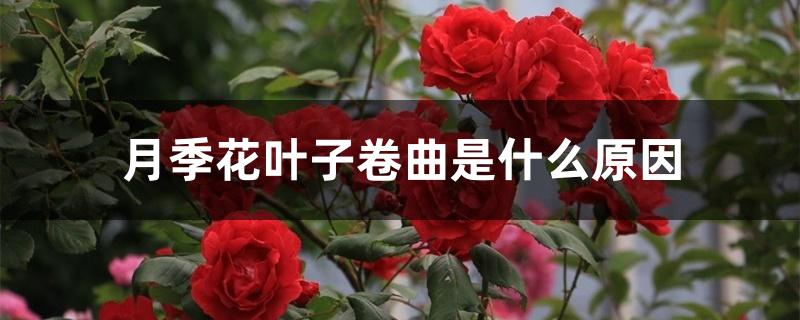 月季花叶子卷曲是什么原因 月季花叶子卷曲是什么原因