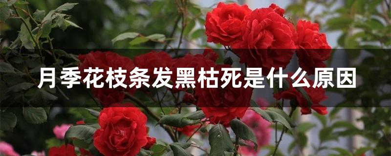 月季花枝条发黑枯死是什么原因 月季花枝条发黑枯死是什么原因