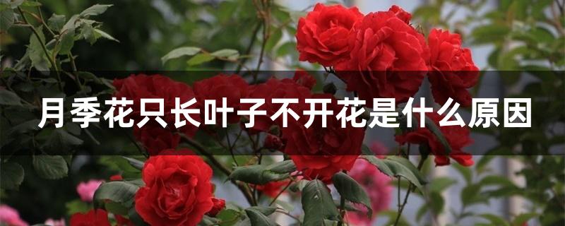 月季花只长叶子不开花是什么原因 月季花只长叶子不开花是什么原因