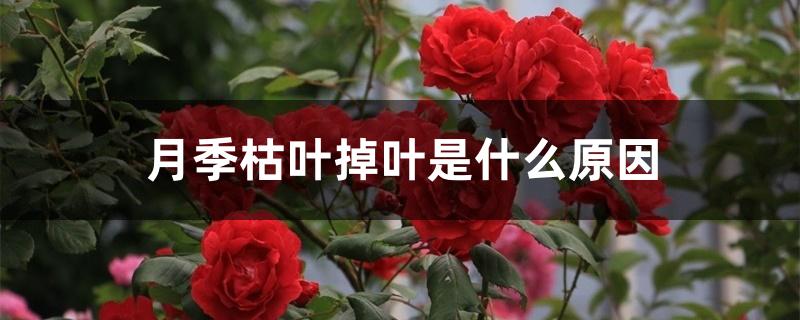 月季枯叶掉叶是什么原因 月季枯叶掉叶是什么原因