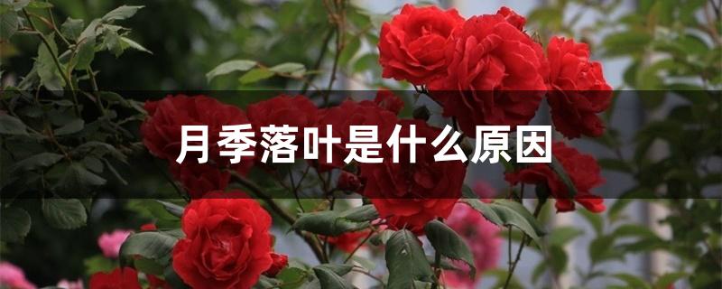 月季落叶是什么原因 月季落叶是什么原因