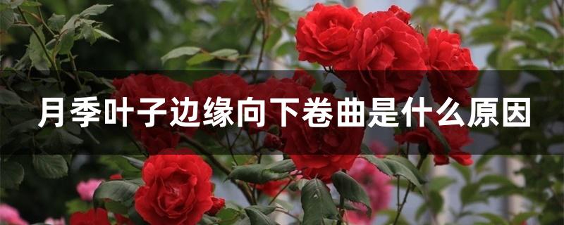 月季叶子边缘向下卷曲是什么原因 月季叶子边缘向下卷曲是什么原因