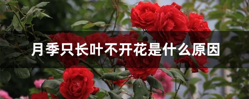 月季只长叶不开花是什么原因 月季只长叶不开花是什么原因