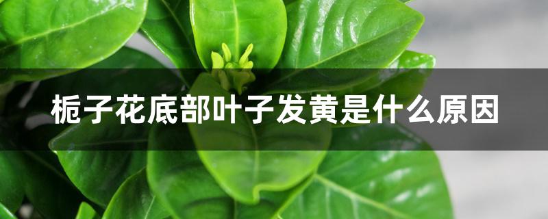 栀子花底部叶子发黄是什么原因