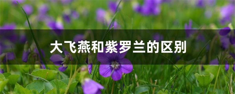 大飞燕和紫罗兰的区别 大飞燕和紫罗兰的区别