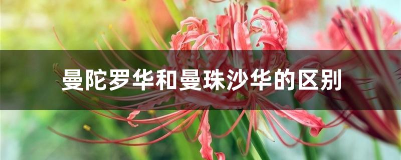 曼陀罗华和曼珠沙华的区别 曼陀罗华和曼珠沙华的区别