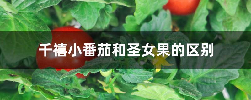 千禧小番茄和圣女果的区别 千禧小番茄和圣女果的区别