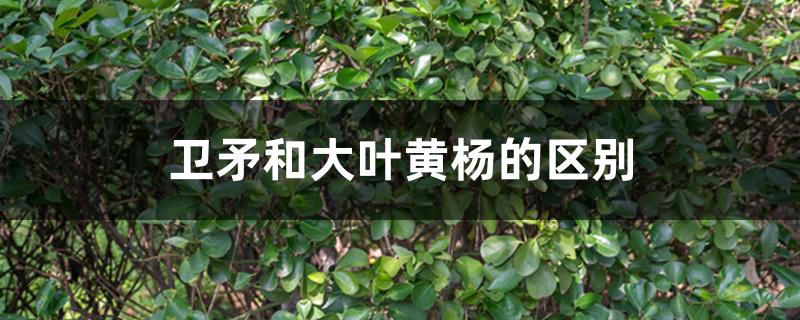 卫矛和大叶黄杨的区别 卫矛和大叶黄杨的区别