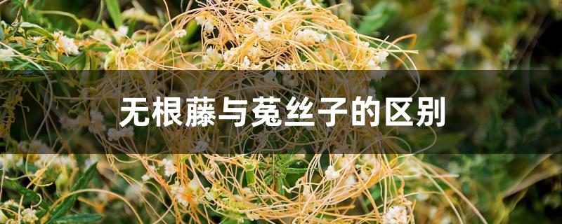 无根藤与菟丝子的区别 无根藤与菟丝子的区别