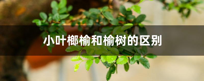 小叶榔榆和榆树的区别 小叶榔榆和榆树的区别