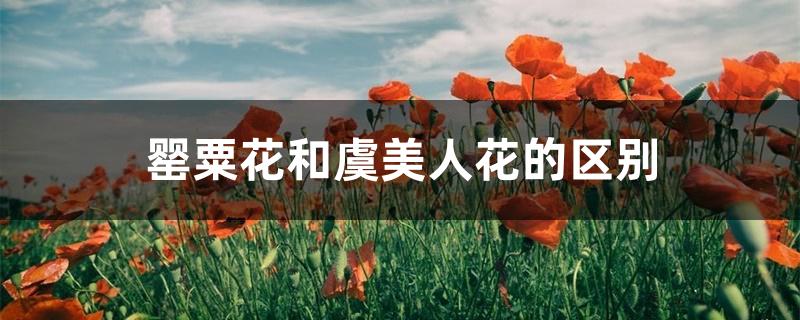 罂粟花和虞美人花的区别 罂粟花和虞美人花的区别