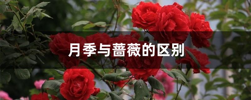 月季与蔷薇的区别 月季与蔷薇的区别