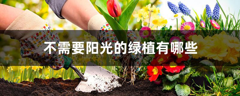 不需要阳光的绿植有哪些 不需要阳光的绿植有哪些