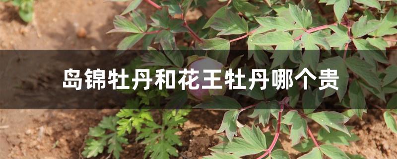 岛锦牡丹和花王牡丹哪个贵 岛锦牡丹和花王牡丹哪个贵