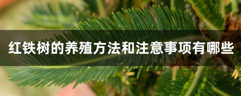 红铁树的养殖方法和注意事项有哪些 红铁树的养殖方法和注意事项有哪些