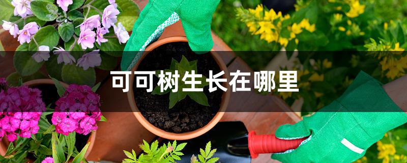 可可树生长在哪里