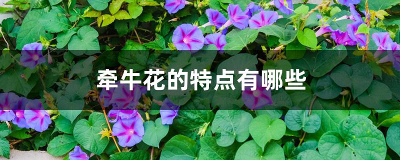 牵牛花的特点有哪些 牵牛花的特点有哪些