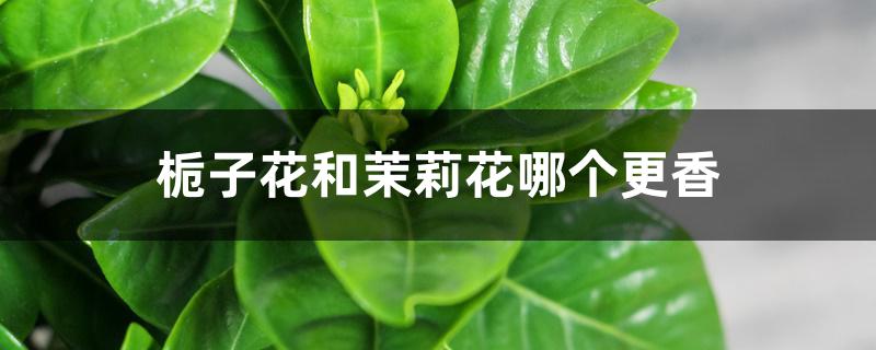 栀子花和茉莉花哪个更香 栀子花和茉莉花哪个更香