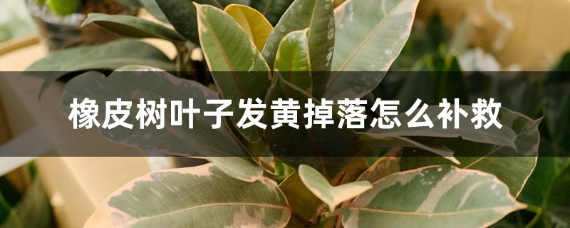 橡皮树叶子发黄掉落怎么补救 橡皮树叶子发黄掉落怎么补救
