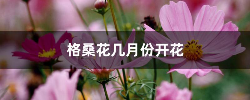 格桑花几月份开花 格桑花几月份开花