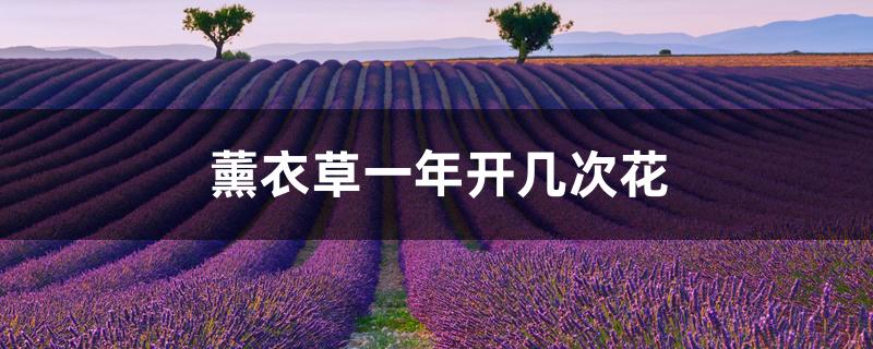 薰衣草一年开几次花 薰衣草一年开几次花