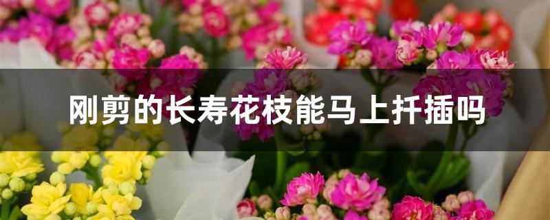 刚剪的长寿花枝能马上扦插吗 刚剪的长寿花枝能马上扦插吗