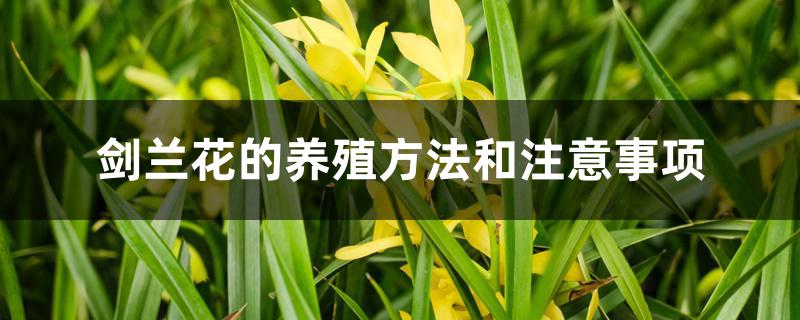剑兰花的养殖方法和注意事项 剑兰花的养殖方法和注意事项