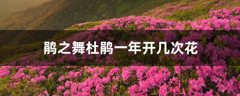 鹃之舞杜鹃一年开几次花 鹃之舞杜鹃一年开几次花