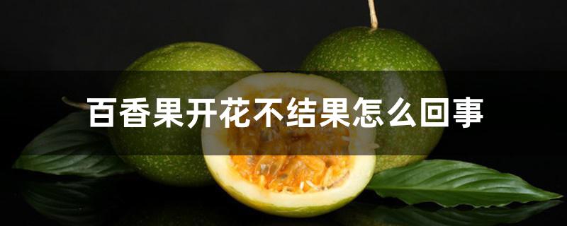 百香果开花不结果怎么回事 百香果开花不结果怎么回事