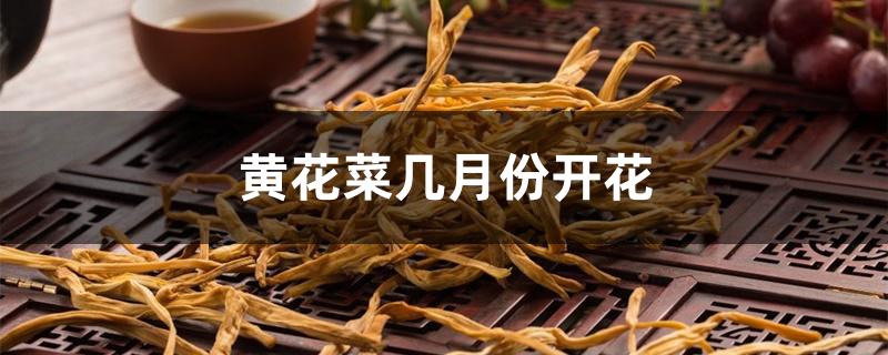 黄花菜几月份开花 黄花菜几月份开花