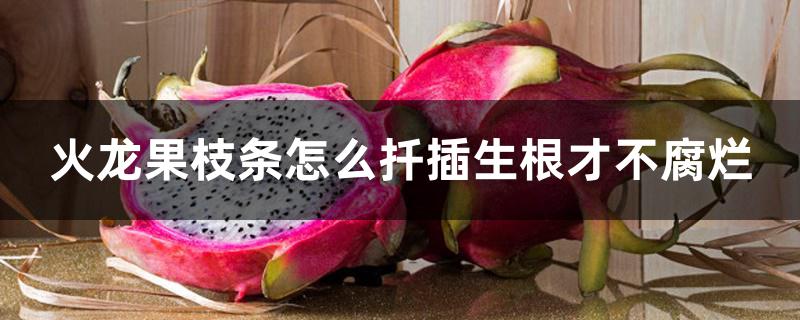 火龙果枝条怎么扦插生根才不腐烂 火龙果枝条怎么扦插生根才不腐烂