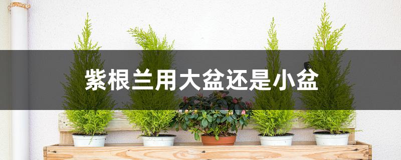 紫根兰用大盆还是小盆 紫根兰用大盆还是小盆