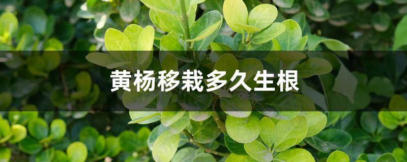 黄杨移栽多久生根 黄杨移栽多久生根