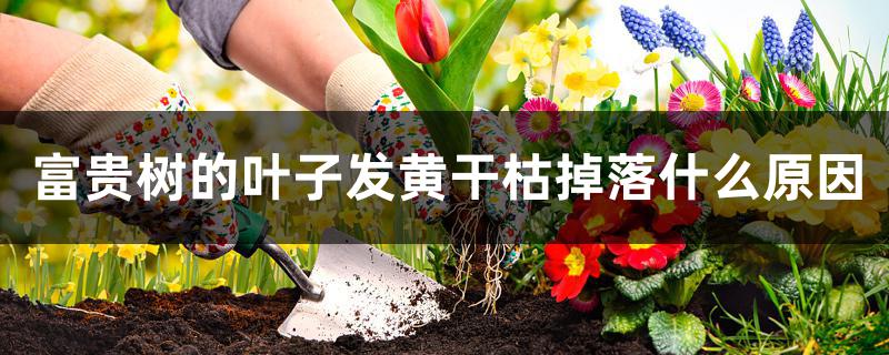 富贵树的叶子发黄干枯掉落什么原因 富贵树的叶子发黄干枯掉落什么原因
