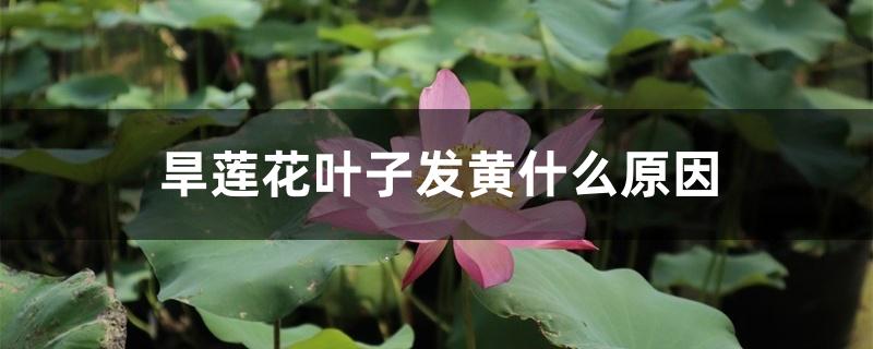 旱莲花叶子发黄什么原因 旱莲花叶子发黄什么原因