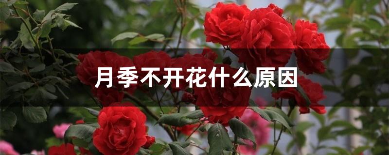 月季不开花什么原因 月季不开花什么原因