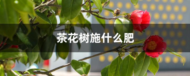 茶花树施什么肥 茶花树施什么肥