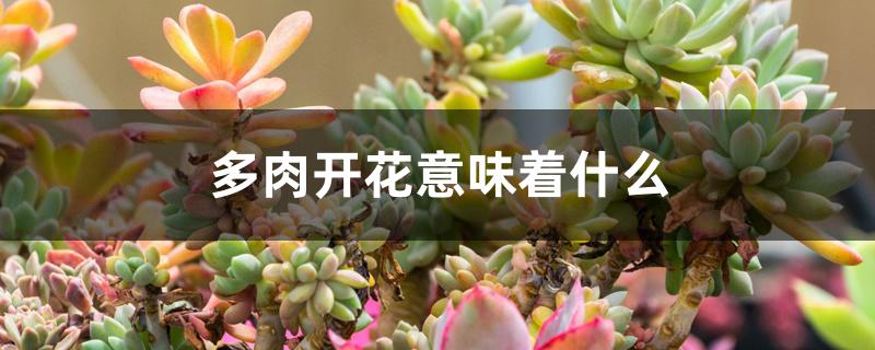 多肉开花意味着什么 多肉开花意味着什么