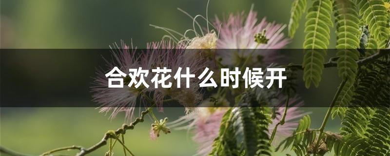 合欢花什么时候开