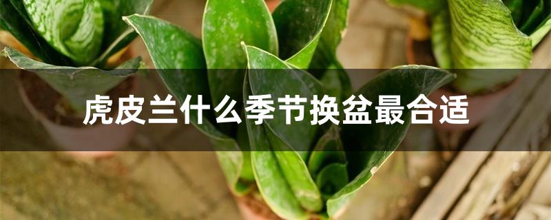 虎皮兰什么季节换盆最合适 虎皮兰什么季节换盆最合适