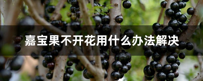 嘉宝果不开花用什么办法解决 嘉宝果不开花用什么办法解决